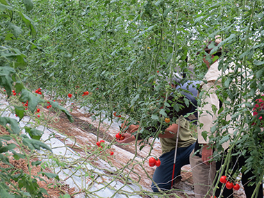 トマトの収穫体験